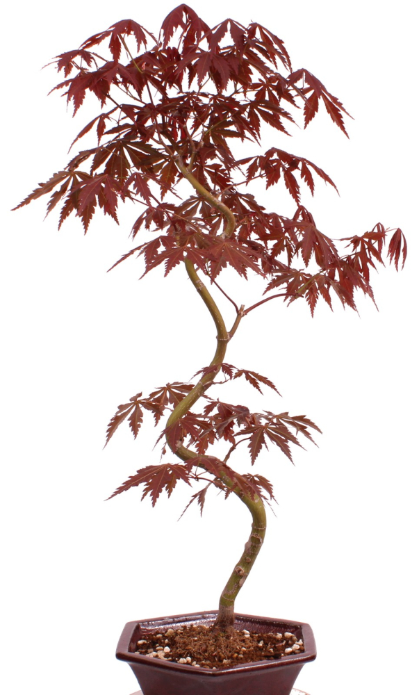 Preview: Bonsai - Acer palmatum 'Kyou-no-Mai' Japanischer Fächerahorn aus Japan 229/43