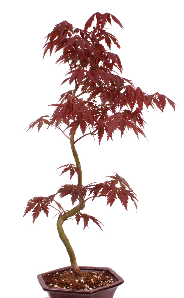 Preview: Bonsai - Acer palmatum 'Kyou-no-Mai' Japanischer Fächerahorn aus Japan 229/43