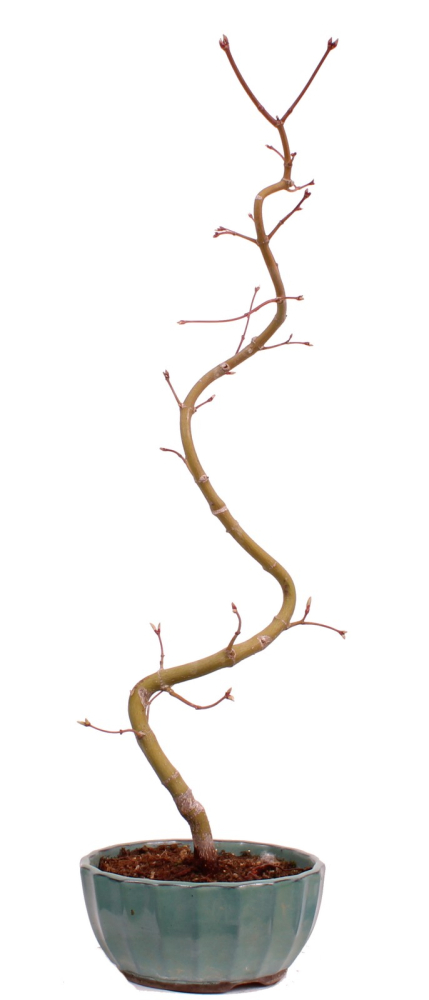 Bonsai - Acer palmatum 'Kyou-no-Mai' Japanischer Fächerahorn aus Japan 229/44