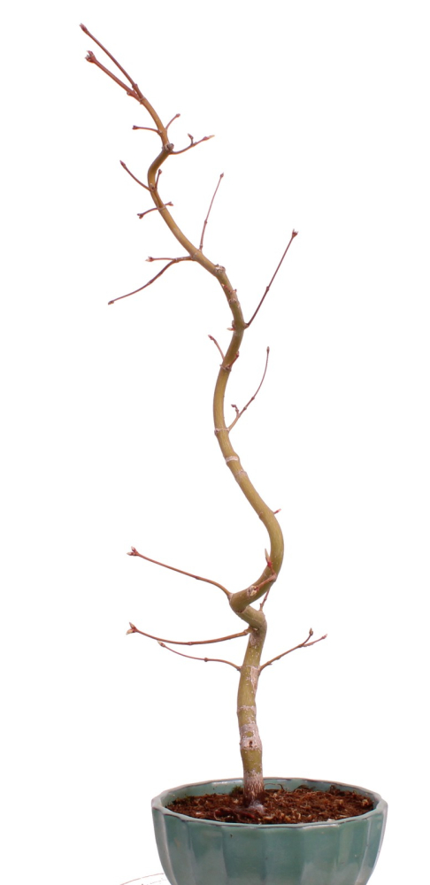 Preview: Bonsai - Acer palmatum 'Kyou-no-Mai' Japanischer Fächerahorn aus Japan 229/44