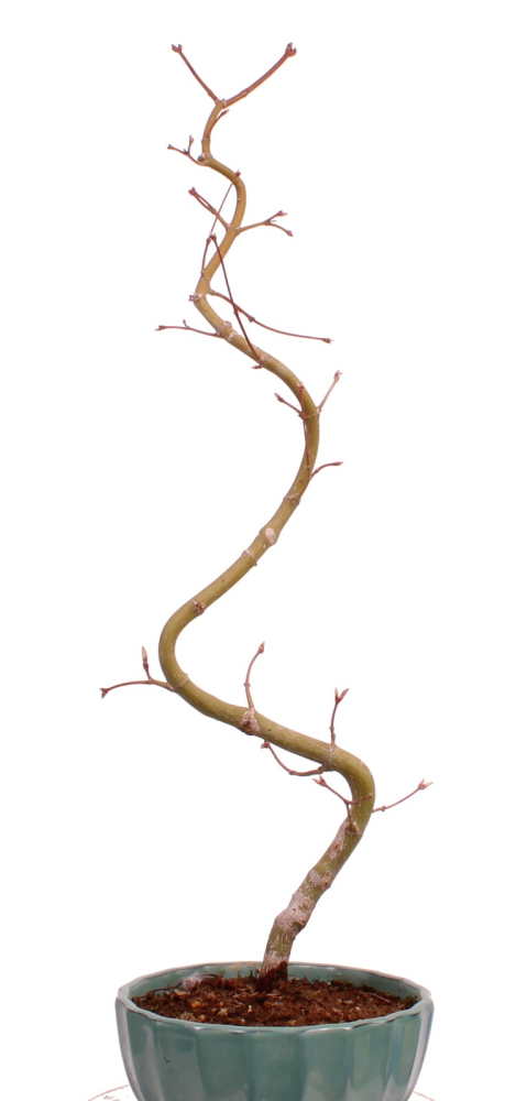 Preview: Bonsai - Acer palmatum 'Kyou-no-Mai' Japanischer Fächerahorn aus Japan 229/44