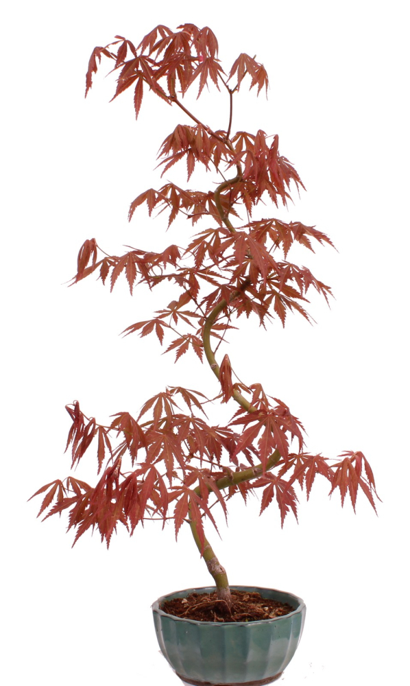 Bonsai - Acer palmatum 'Kyou-no-Mai' Japanischer Fächerahorn aus Japan 229/44