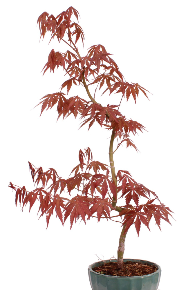 Preview: Bonsai - Acer palmatum 'Kyou-no-Mai' Japanischer Fächerahorn aus Japan 229/44