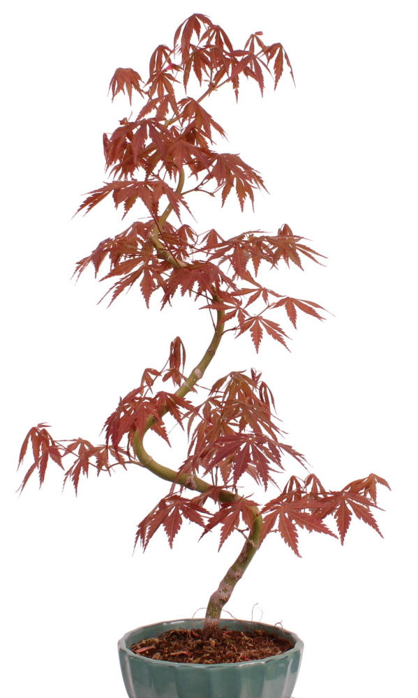 Preview: Bonsai - Acer palmatum 'Kyou-no-Mai' Japanischer Fächerahorn aus Japan 229/44