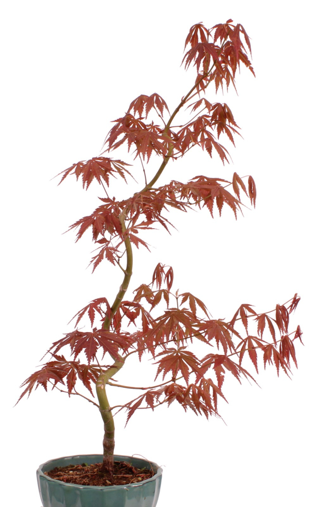 Preview: Bonsai - Acer palmatum 'Kyou-no-Mai' Japanischer Fächerahorn aus Japan 229/44