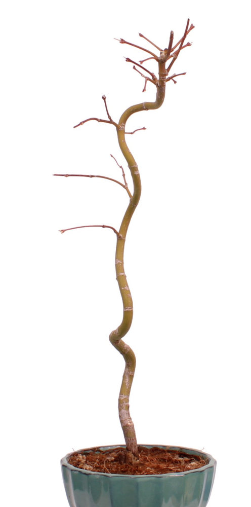 Bonsai - Acer palmatum 'Kyou-no-Mai' Japanischer Fächerahorn aus Japan 229/45