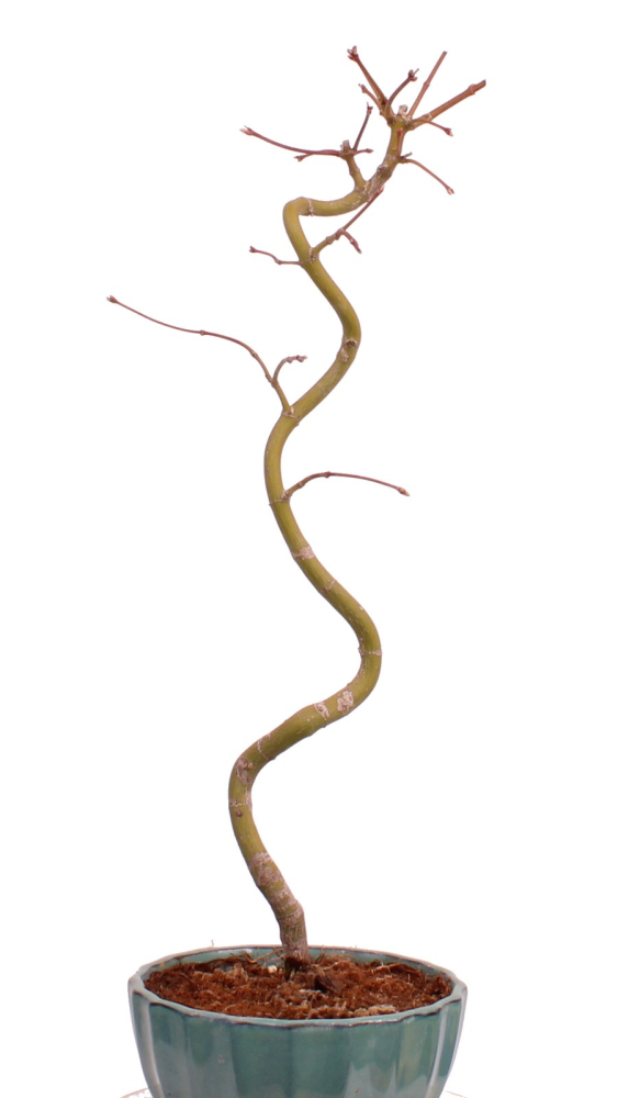 Bonsai - Acer palmatum 'Kyou-no-Mai' Japanischer Fächerahorn aus Japan 229/45