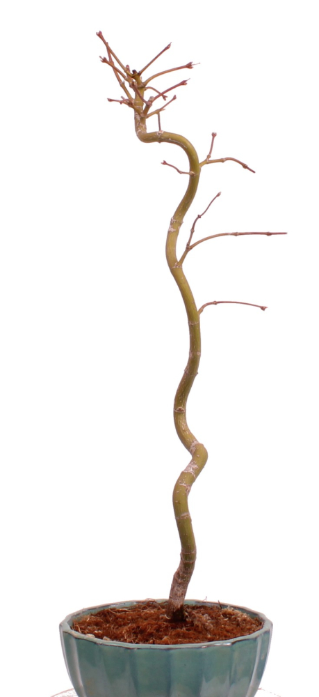 Bonsai - Acer palmatum 'Kyou-no-Mai' Japanischer Fächerahorn aus Japan 229/45