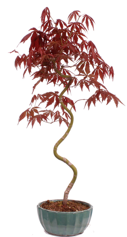 Bonsai - Acer palmatum 'Kyou-no-Mai' Japanischer Fächerahorn aus Japan 229/45