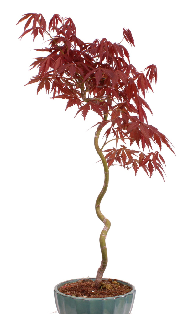 Preview: Bonsai - Acer palmatum 'Kyou-no-Mai' Japanischer Fächerahorn aus Japan 229/45