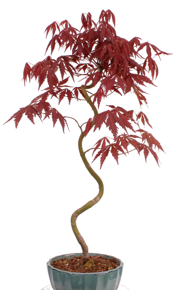 Preview: Bonsai - Acer palmatum 'Kyou-no-Mai' Japanischer Fächerahorn aus Japan 229/45