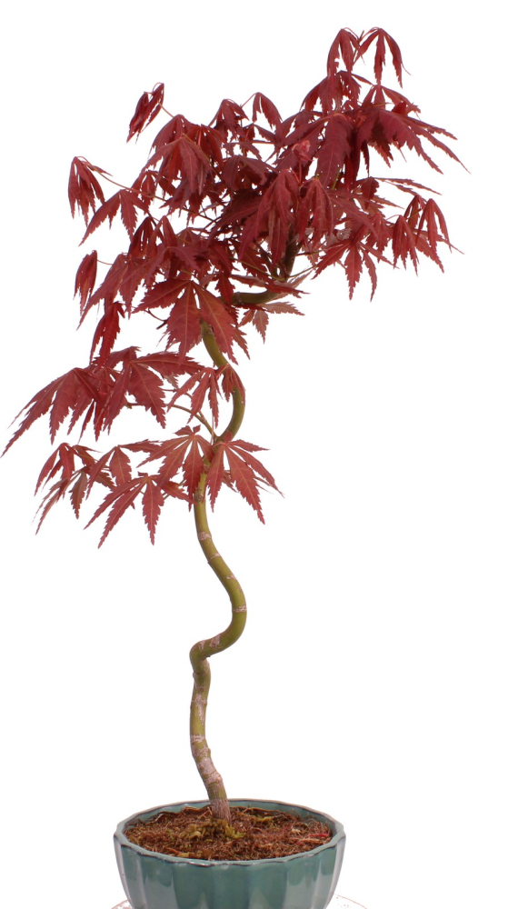 Preview: Bonsai - Acer palmatum 'Kyou-no-Mai' Japanischer Fächerahorn aus Japan 229/45