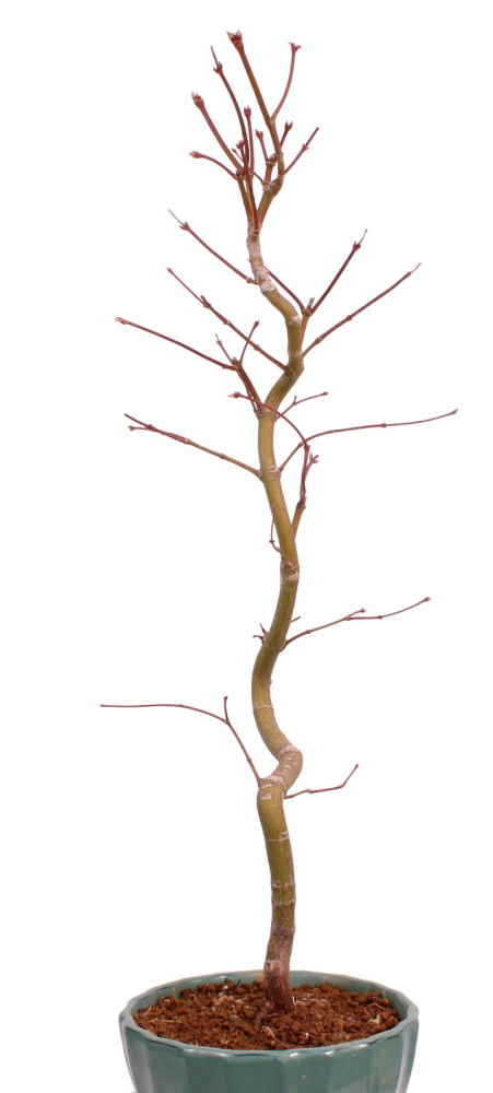 Bonsai - Acer palmatum 'Kyou-no-Mai' Japanischer Fächerahorn aus Japan 229/46