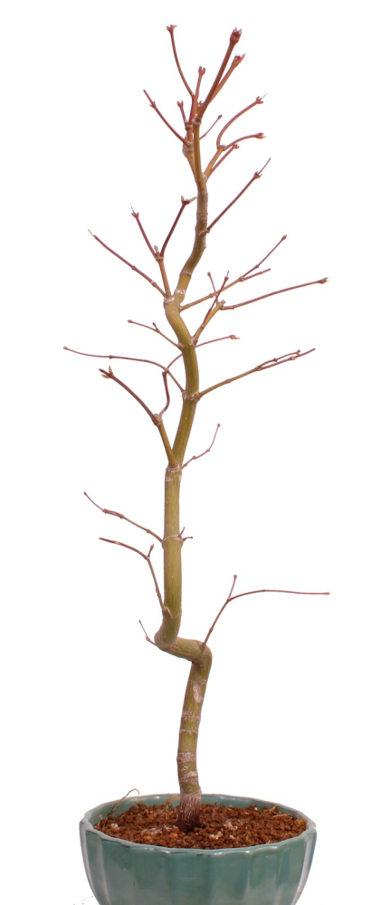 Bonsai - Acer palmatum 'Kyou-no-Mai' Japanischer Fächerahorn aus Japan 229/46