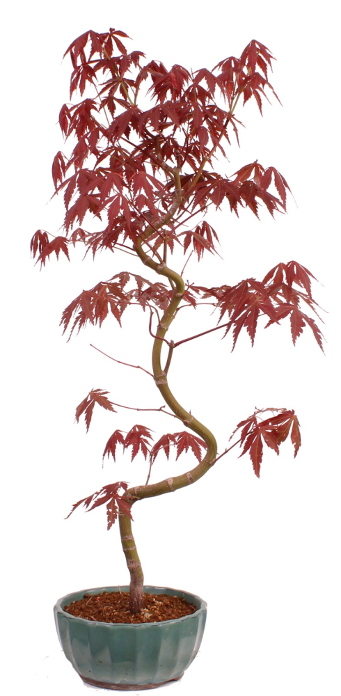 Bonsai - Acer palmatum 'Kyou-no-Mai' Japanischer Fächerahorn aus Japan 229/46