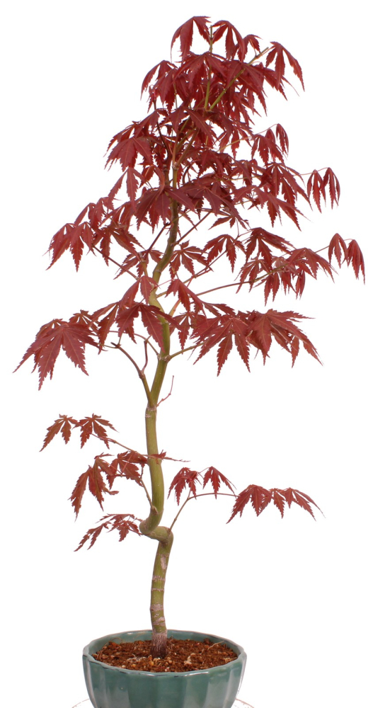 Preview: Bonsai - Acer palmatum 'Kyou-no-Mai' Japanischer Fächerahorn aus Japan 229/46