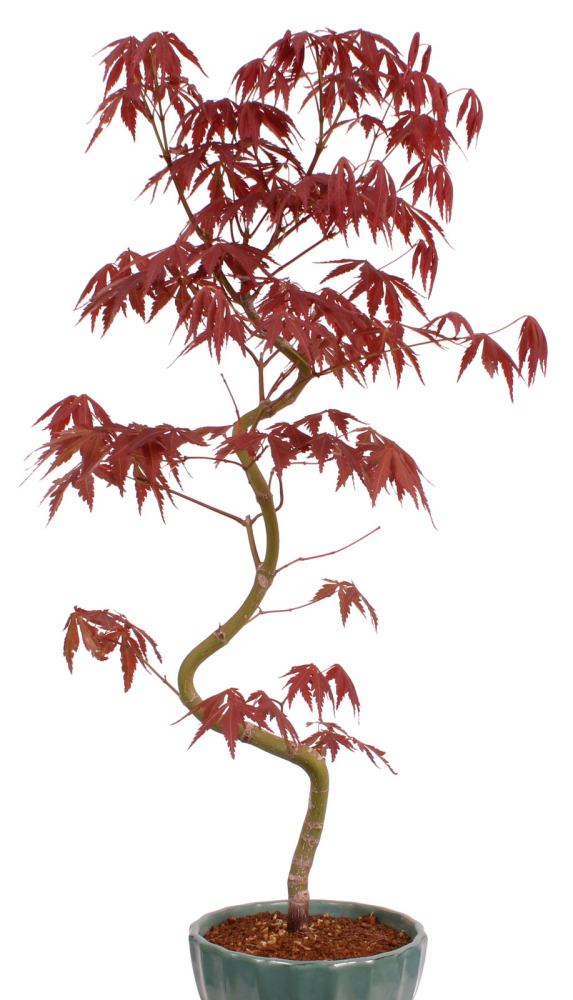 Preview: Bonsai - Acer palmatum 'Kyou-no-Mai' Japanischer Fächerahorn aus Japan 229/46