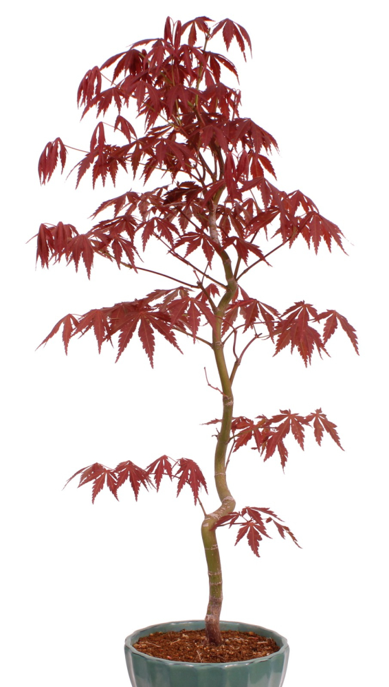 Preview: Bonsai - Acer palmatum 'Kyou-no-Mai' Japanischer Fächerahorn aus Japan 229/46