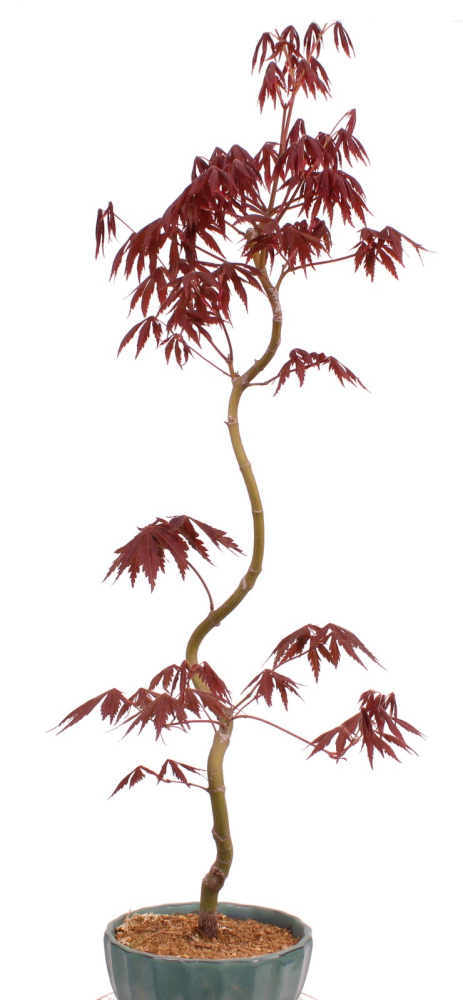 Bonsai - Acer palmatum 'Kyou-no-Mai' Japanischer Fächerahorn aus Japan 229/47