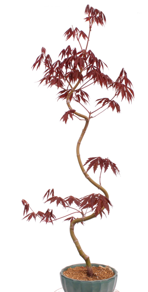Bonsai - Acer palmatum 'Kyou-no-Mai' Japanischer Fächerahorn aus Japan 229/47