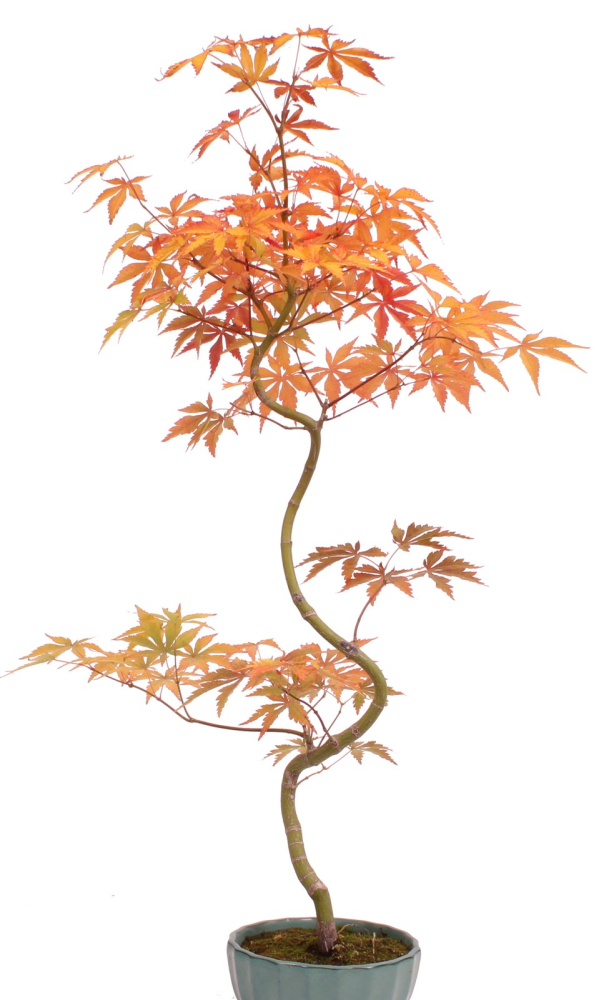 Preview: Bonsai - Acer palmatum 'Kyou-no-Mai' Japanischer Fächerahorn aus Japan 229/47