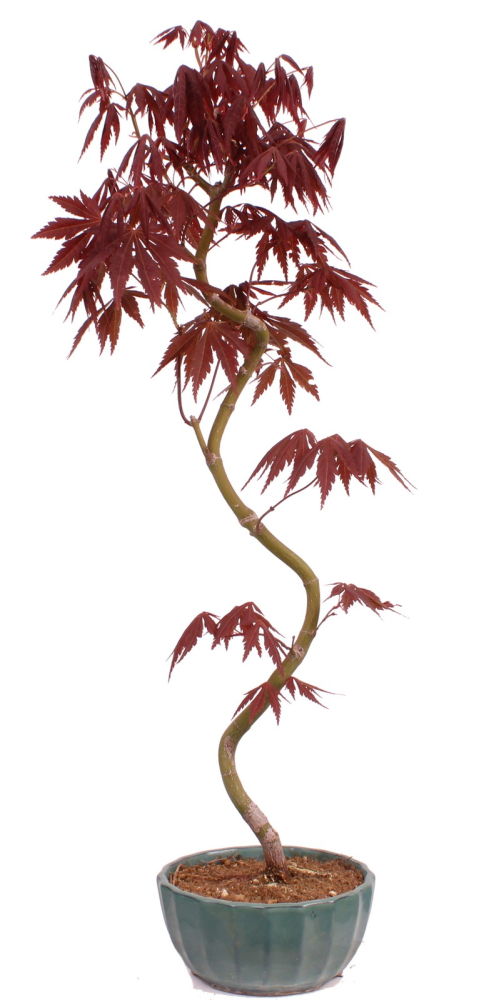 Bonsai - Acer palmatum 'Kyou-no-Mai' Japanischer Fächerahorn aus Japan 229/48