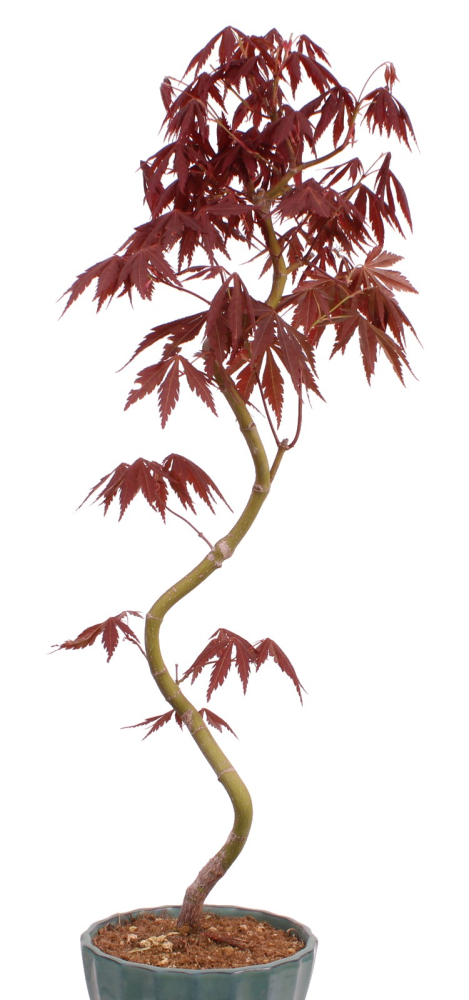 Bonsai - Acer palmatum 'Kyou-no-Mai' Japanischer Fächerahorn aus Japan 229/48