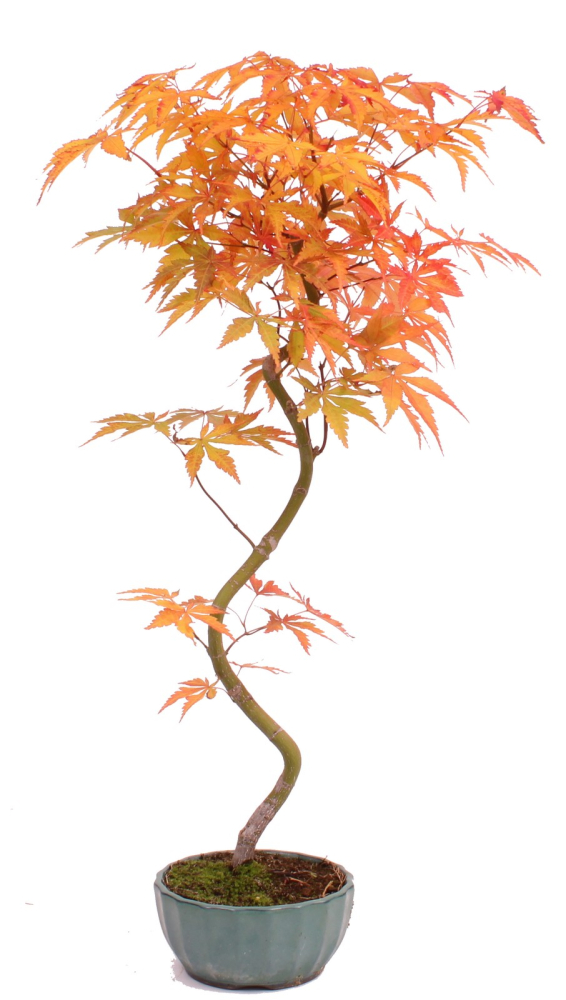 Bonsai - Acer palmatum 'Kyou-no-Mai' Japanischer Fächerahorn aus Japan 229/48