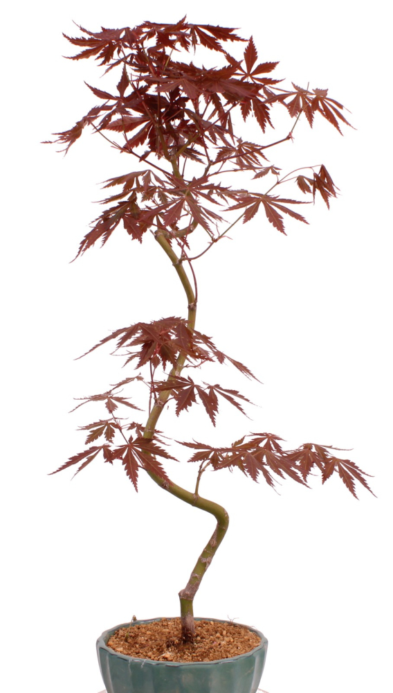 Preview: Bonsai - Acer palmatum 'Kyou-no-Mai' Japanischer Fächerahorn aus Japan 229/49