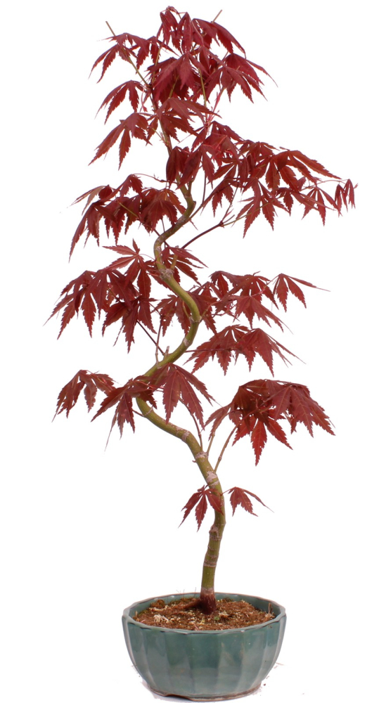 Bonsai - Acer palmatum 'Kyou-no-Mai' Japanischer Fächerahorn aus Japan 229/50