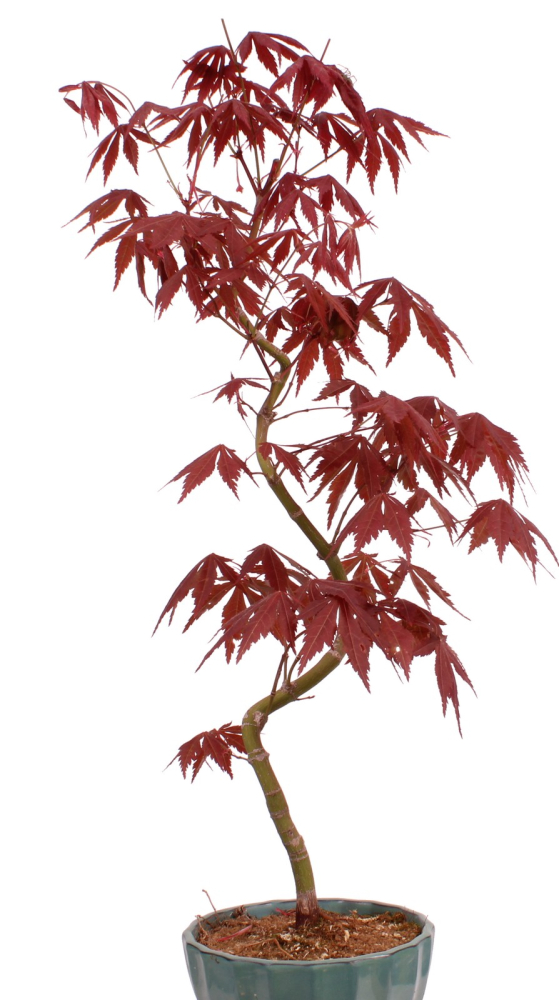 Bonsai - Acer palmatum 'Kyou-no-Mai' Japanischer Fächerahorn aus Japan 229/50