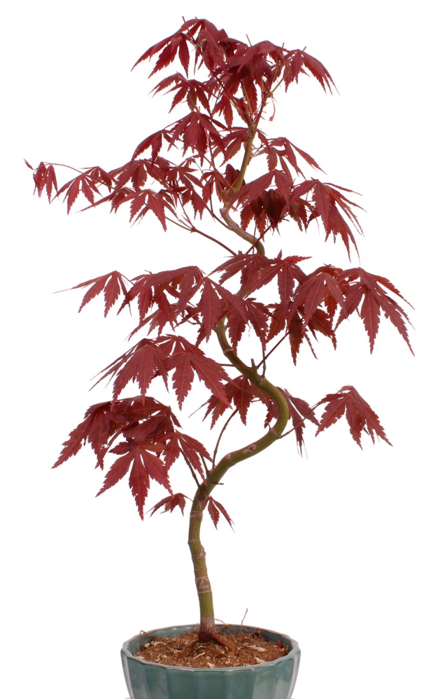 Bonsai - Acer palmatum 'Kyou-no-Mai' Japanischer Fächerahorn aus Japan 229/50