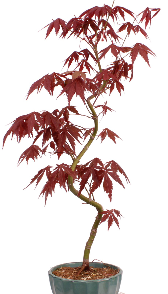 Bonsai - Acer palmatum 'Kyou-no-Mai' Japanischer Fächerahorn aus Japan 229/50