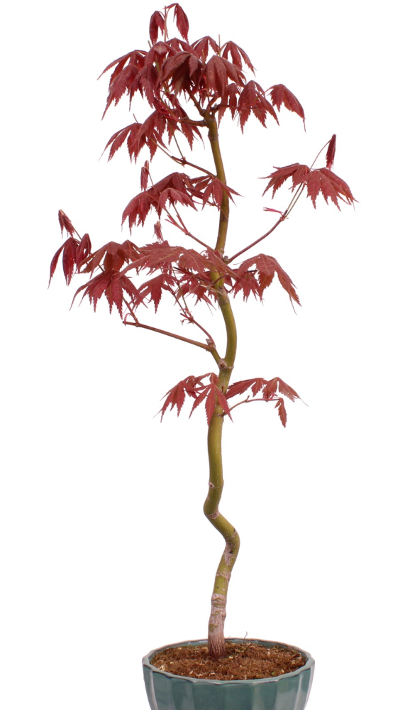 Bonsai - Acer palmatum 'Kyou-no-Mai' Japanischer Fächerahorn aus Japan 229/51