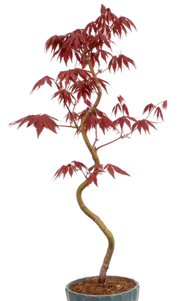 Bonsai - Acer palmatum 'Kyou-no-Mai' Japanischer Fächerahorn aus Japan 229/51