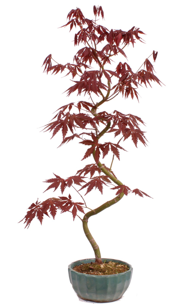 Bonsai - Acer palmatum 'Kyou-no-Mai' Japanischer Fächerahorn aus Japan 229/52