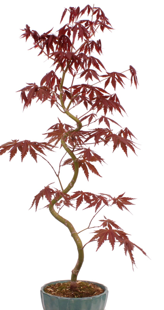 Bonsai - Acer palmatum 'Kyou-no-Mai' Japanischer Fächerahorn aus Japan 229/52