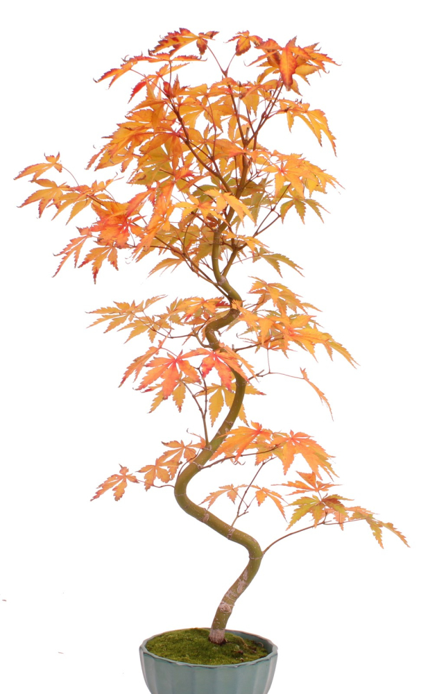 Preview: Bonsai - Acer palmatum 'Kyou-no-Mai' Japanischer Fächerahorn aus Japan 229/52
