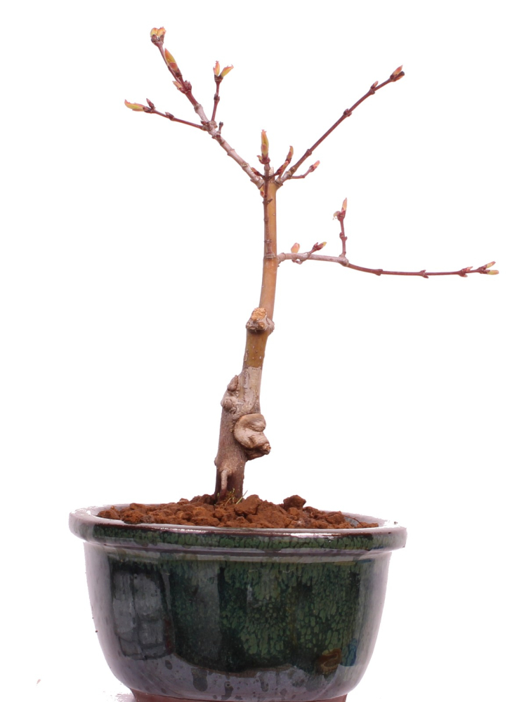 Bonsai - Acer palmatum 'Seigen' Japanischer Fächerahorn aus Japan 229/53