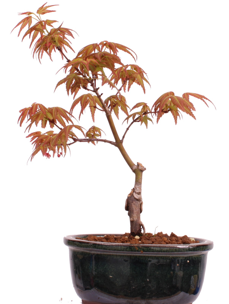 Bonsai - Acer palmatum 'Seigen' Japanischer Fächerahorn aus Japan 229/53