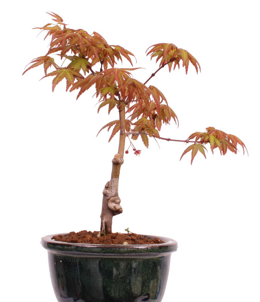 Preview: Bonsai - Acer palmatum 'Seigen' Japanischer Fächerahorn aus Japan 229/53