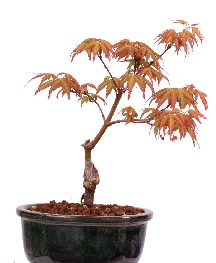 Preview: Bonsai - Acer palmatum 'Seigen' Japanischer Fächerahorn aus Japan 229/53