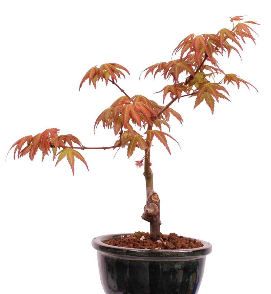 Preview: Bonsai - Acer palmatum 'Seigen' Japanischer Fächerahorn aus Japan 229/53