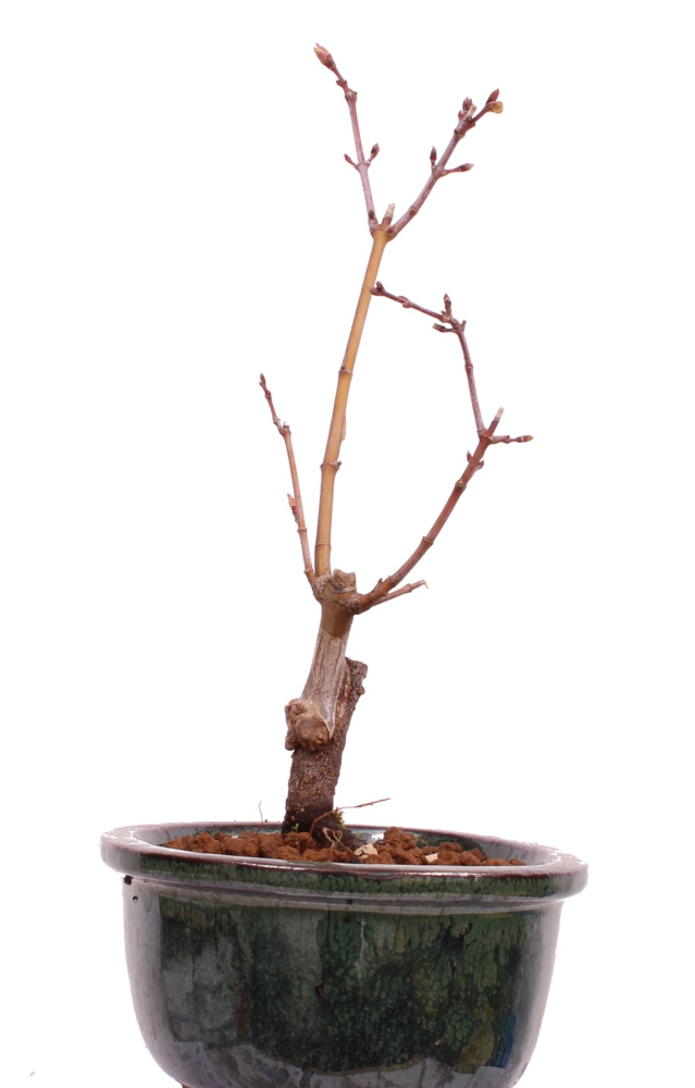 Bonsai - Acer palmatum 'Seigen' Japanischer Fächerahorn aus Japan 229/54