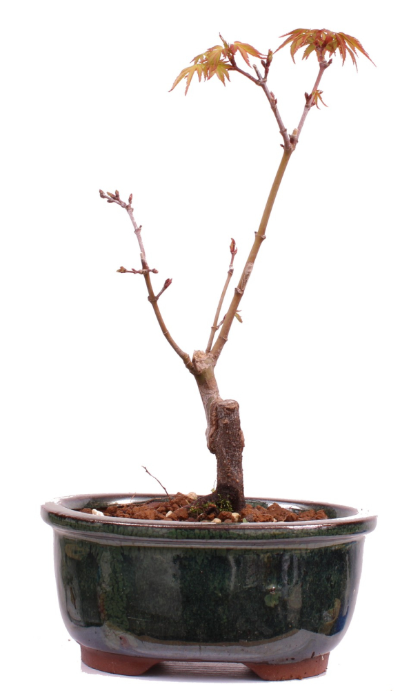 Bonsai - Acer palmatum 'Seigen' Japanischer Fächerahorn aus Japan 229/54