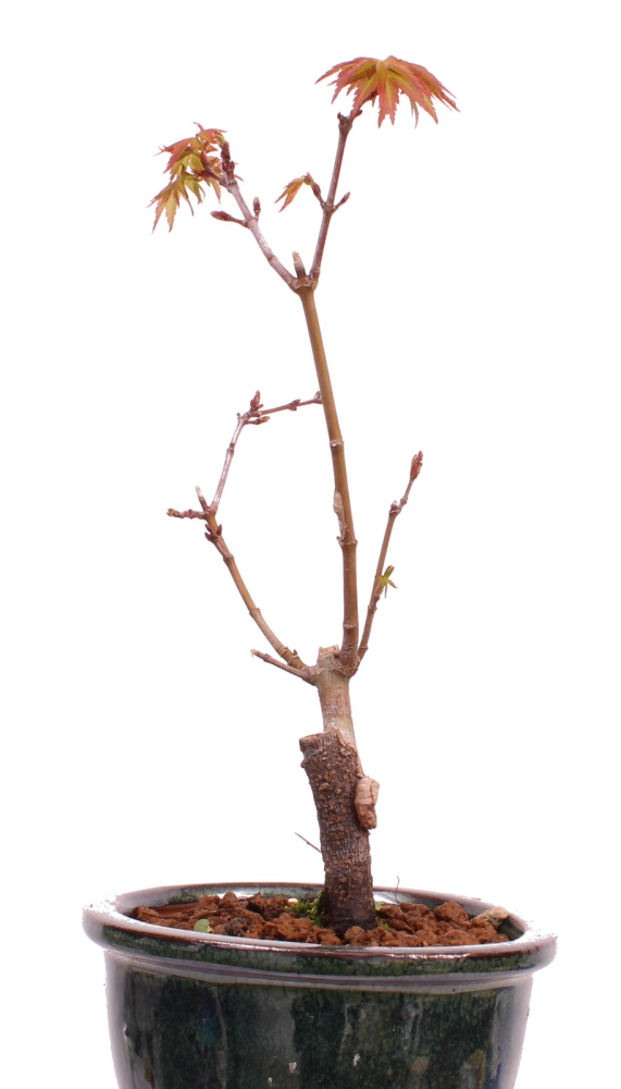 Preview: Bonsai - Acer palmatum 'Seigen' Japanischer Fächerahorn aus Japan 229/54