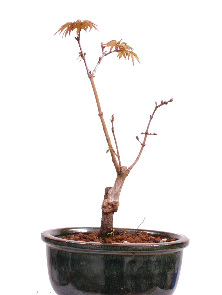 Preview: Bonsai - Acer palmatum 'Seigen' Japanischer Fächerahorn aus Japan 229/54