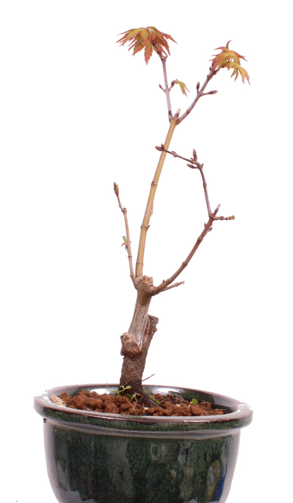 Preview: Bonsai - Acer palmatum 'Seigen' Japanischer Fächerahorn aus Japan 229/54