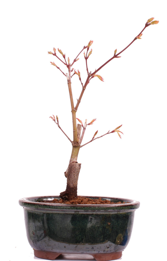 Preview: Bonsai - Acer palmatum 'Seigen' Japanischer Fächerahorn aus Japan 229/55