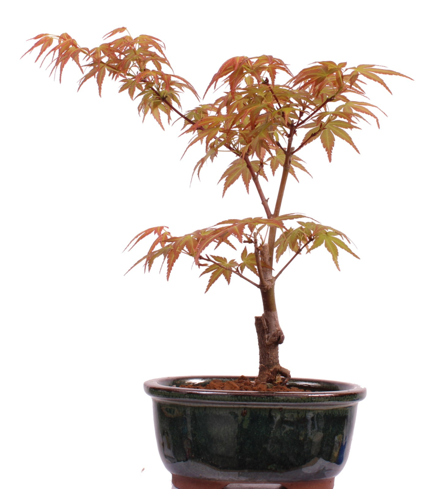 Bonsai - Acer palmatum 'Seigen' Japanischer Fächerahorn aus Japan 229/55